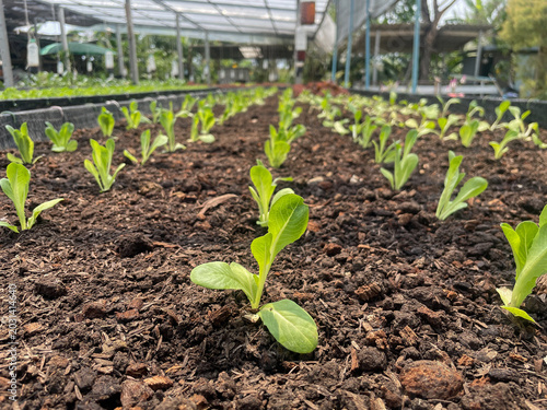 Fotografija Fresh organic butterhead lettuce growing in a garden bed, green leafy vegetables in natural sunlight, healthy farm produce concept