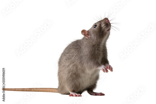 Bild auf Leinwand Brown rat standing on hind legs looking up, isolated on transparent background