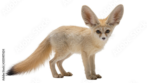 Bilde på lerret Fennec fox with large ears standing, isolated on transparent background