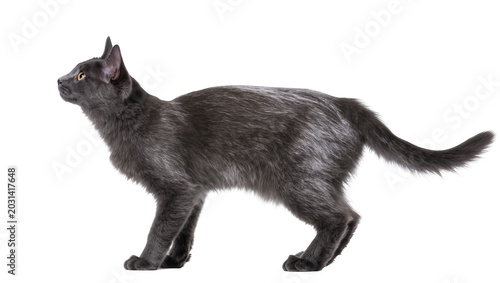 Photos Sleek dark gray cat with yellow eyes poised and alert, isolated on transparent b