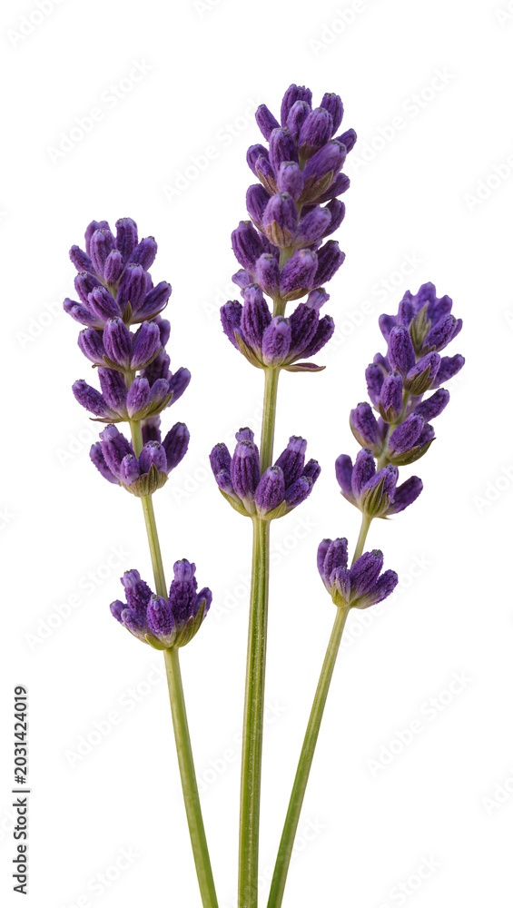 Obraz premium Purple lavender flower sprigs with green stems, isolated on transparent background