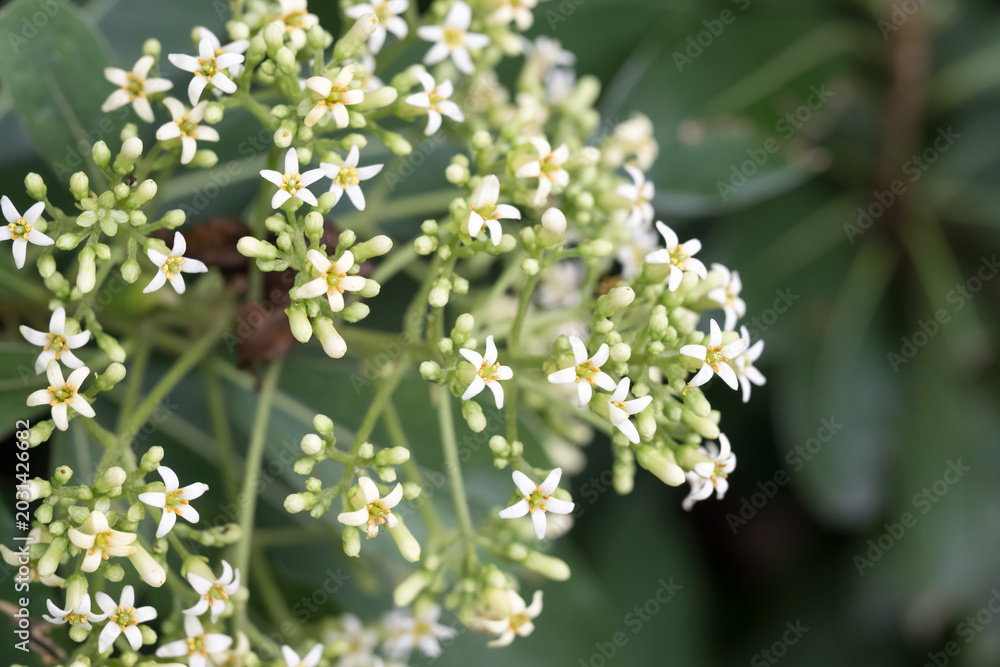 Obraz premium The Taiwanese cheesewood (Pittosporum pentandrum (Blanco) Merr.) flowers.