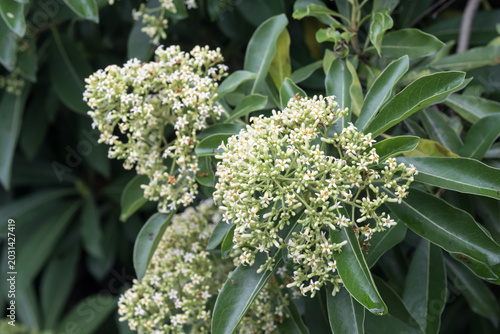 The Taiwanese cheesewood (Pittosporum pentandrum (Blanco) Merr.) flowers.