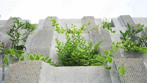 Fotografie close up of concrete ecological brick wall with green plants growing on it