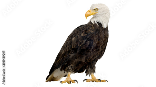 Photos Bald eagle standing on a white background with bird of prey raptorial bird pereg