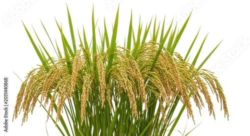 Abundant golden rice plant stalks isolated on transparent background showcasing mature grain