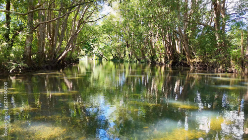 Serene River Flowing Through Lush Green Forest in Bellingen Australia