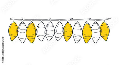 Fotografía Row of hanging cocoons, some yellow, some white, on a branch