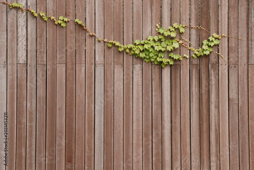 木の塀にツタ植物