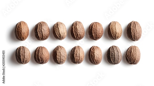 Brown oval seeds arranged in rows, isolated on white background, natural pattern