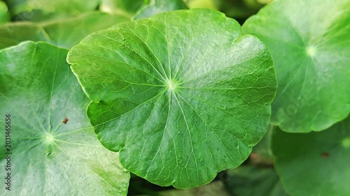 Centella asiatica