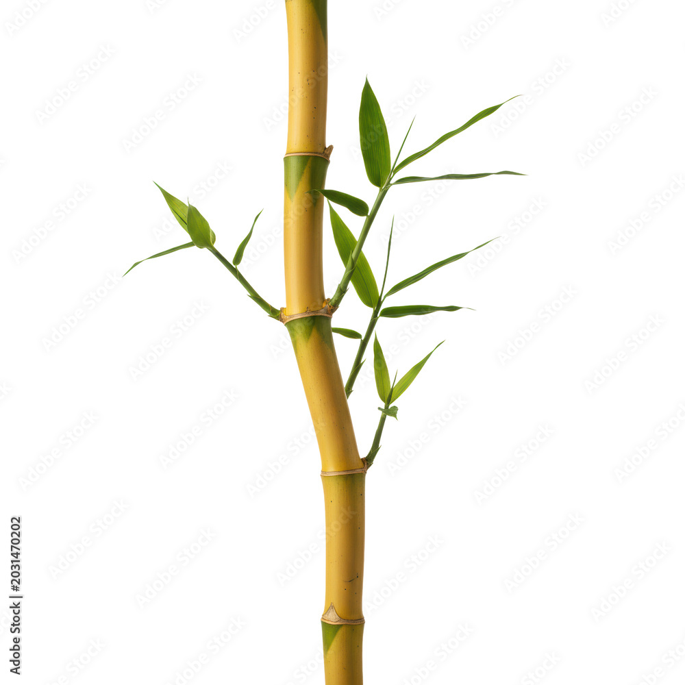 Fototapeta premium A slender yellow bamboo branch with vibrant green leaves against a transparent background in soft studio lighting. zen minimalism and nature concept