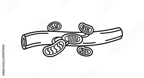 Foto Mitochondria Attached to Cellular Structure Icon Vector