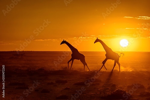 Photography Two giraffes walk gracefully through a desert landscape during a vibrant sunset, casting long shadows on the sand