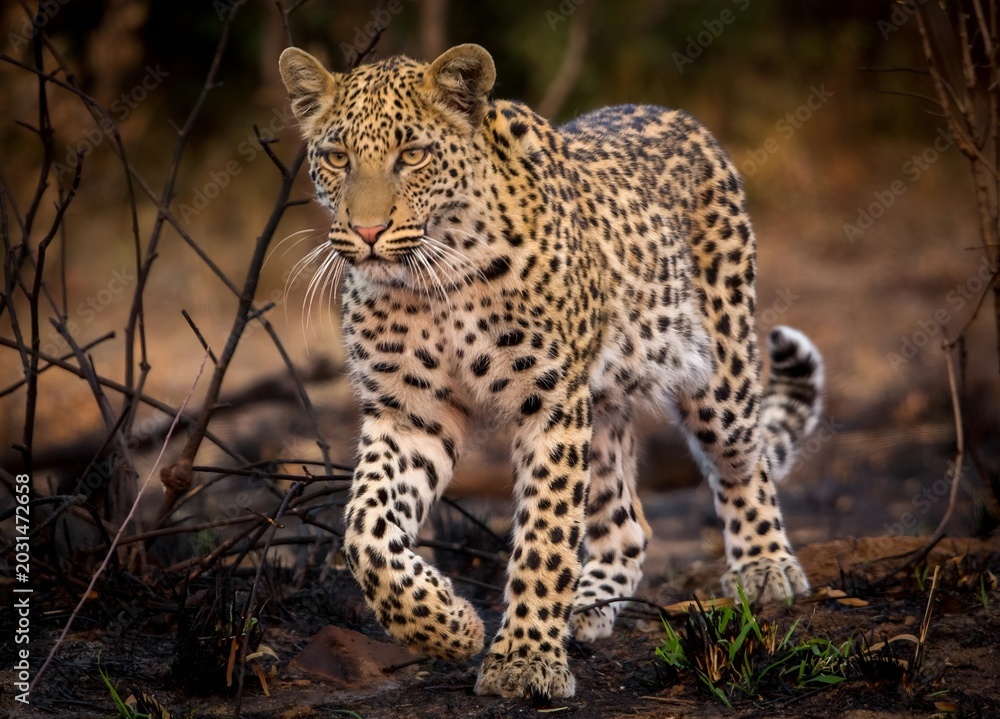 Fototapeta premium leopard in the tree