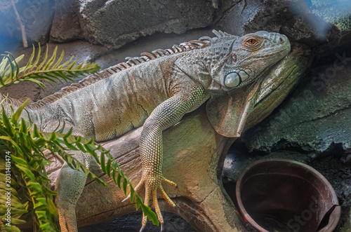 Fotografie Green iguana resting on a sturdy tree branch among rocks and tropical foliage in