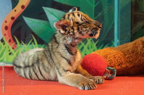 Baby tiger cub observes surroundings while lounging on a red mat with a toy in an indoor exhibit
