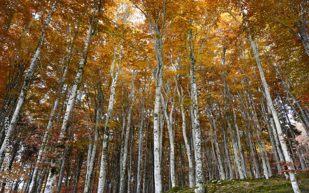 Naklejka premium The secret dance of the wind in the autumn woods