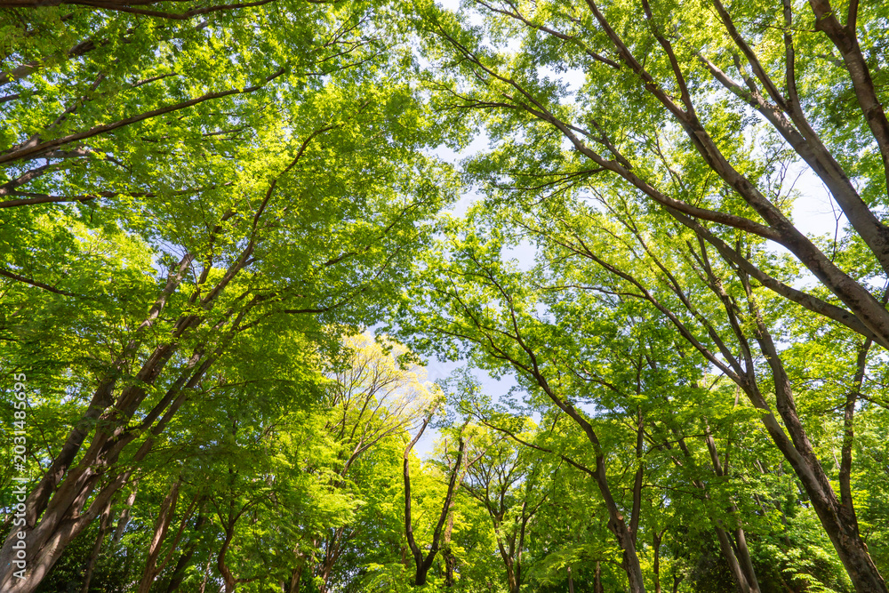 Fototapeta premium Looking up at the forest canopy