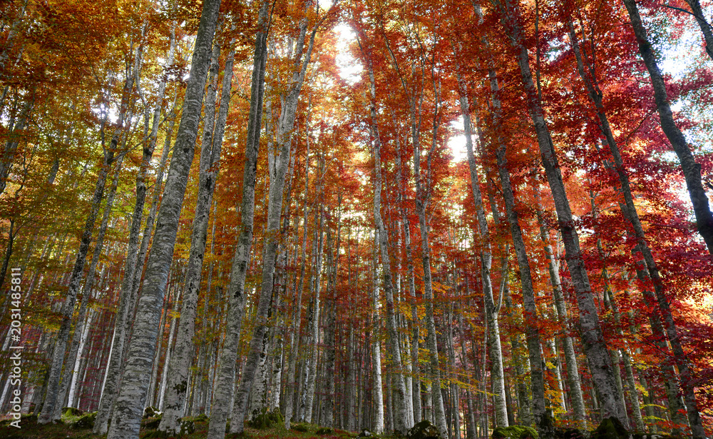 Naklejka premium Shades of rust and gold in the heart of the forest