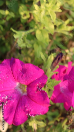 Beautiful Pink Petunia Flower Close-Up
