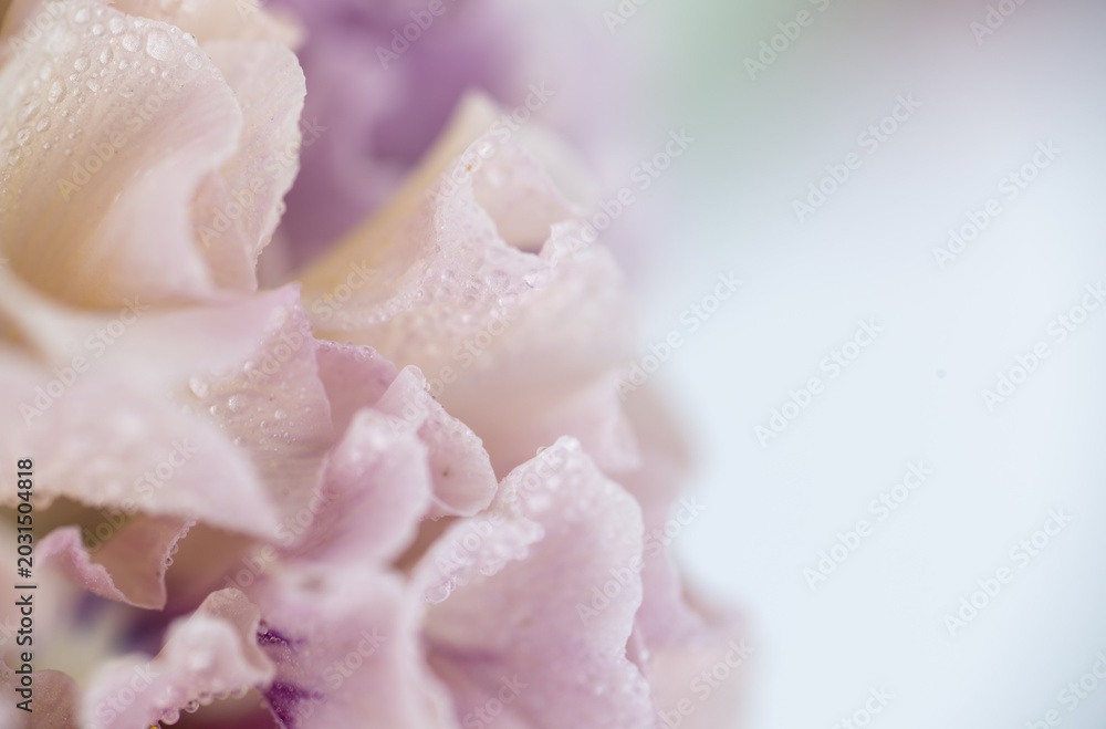 Fototapeta premium Close up of Japanese Pansies on Light Background