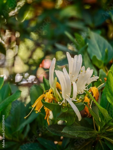 Close-Up of Yellow and White Honeysuckle Flowers with Green Leaf Background – Delicate Blooming Climbing Plant in Natural Garden Light, Fresh Floral Detail with Soft Botanical Atmosphere