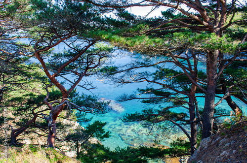 tree on the shore