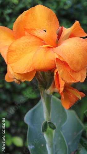 Beautiful Orange Canna Lily Flower Close-Up