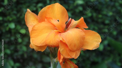 Beautiful Orange Canna Lily Flower Close-Up