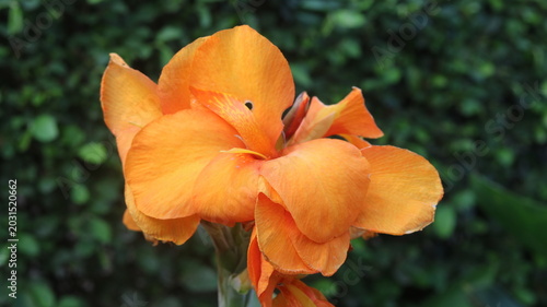 Beautiful Orange Canna Lily Flower Close-Up