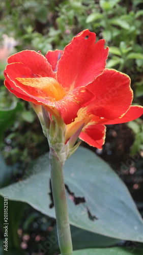 Beautiful Orange Canna Lily Flower Close-Up