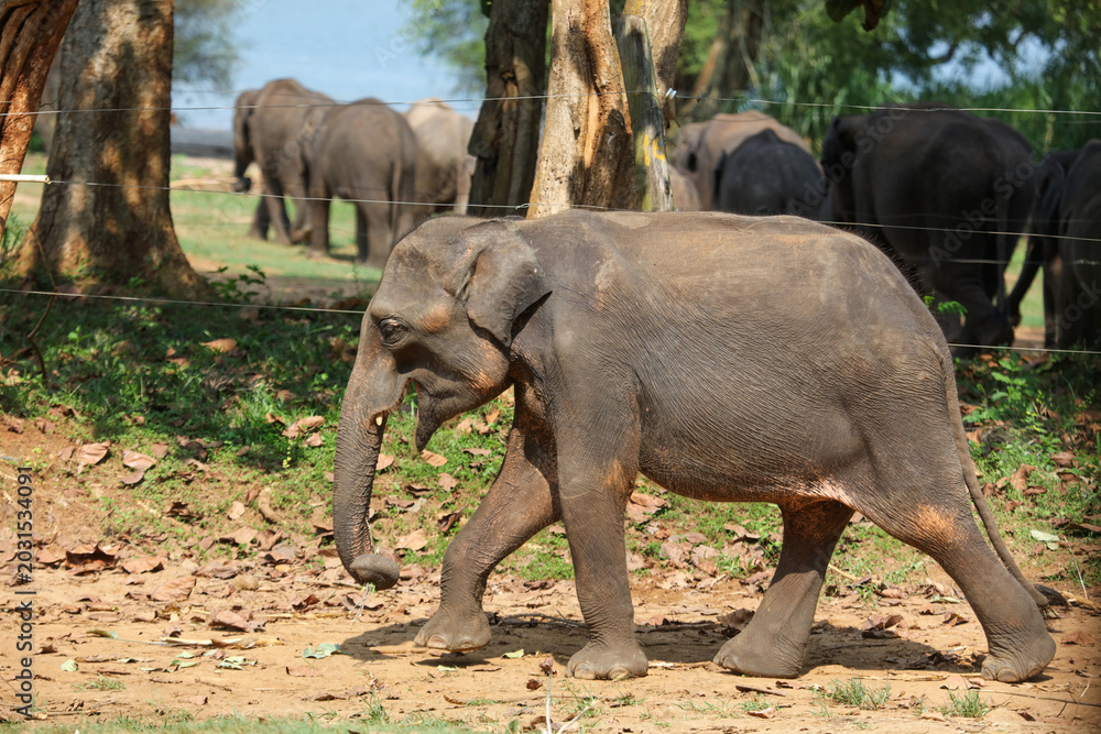 Fototapeta premium A baby elephant walks through a field with other elephants