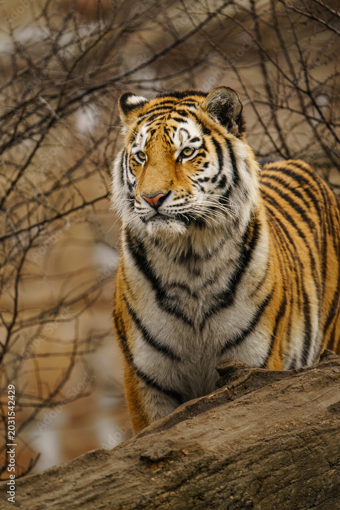 Obraz premium Siberian tiger
