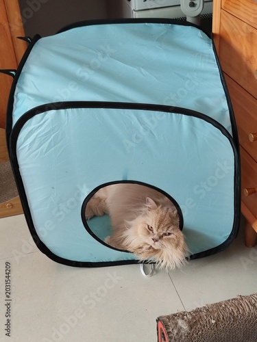 Fluffy Persian Cat Peeking Out of Light Blue Pop-Up Pet Tent in Cozy Indoor Setting