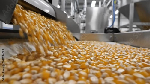 Industrial process of corn kernels pouring from a metal chute onto a conveyor belt in a food processing factory