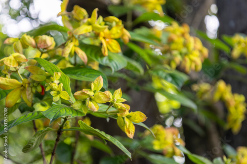 Fotografia Fresh blooming Mussaenda philippica flowers with vibrant yellow-green bracts and lush foliage in natural sunlight, perfect for botanical blogs, floral wallpapers, garden magazines, eco branding