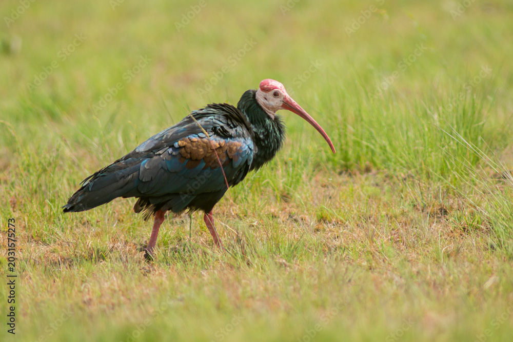 Fototapeta premium Geronticus calvus