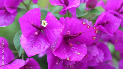 Beautiful Purple Bougainvillea Flowers Close-Up