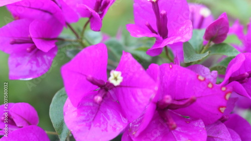 Beautiful Purple Bougainvillea Flowers Close-Up