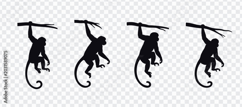 Canvastavla Monkey silhouette vector set with four hanging primate poses, long curved tails