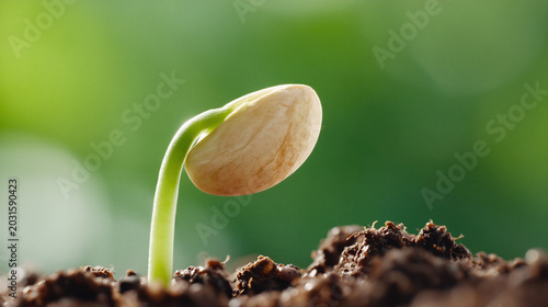Sprouting seed with fresh green stem growing from soil in natural environment