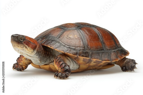 Striped Mud Turtle Walking Sideways Isolated