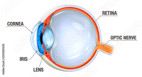 3D human eye anatomy illustration isolated on white background with labeled ophthalmology structures for medical education.

