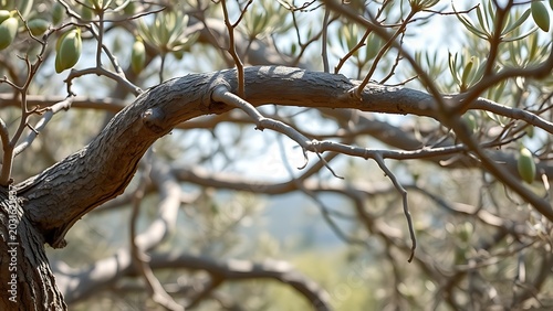 Twisted olive tree branches forming unnatural bends in wind.
