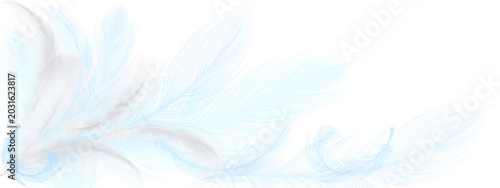 Tableau sur toile background of white and blue feathers on a transparent background