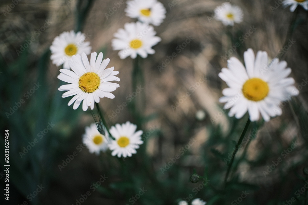 Obraz premium Slow motion close up of wild white daisy flowers swaying in the wind. High resolution cinematic nature footage with dark moody background and soft bokeh.