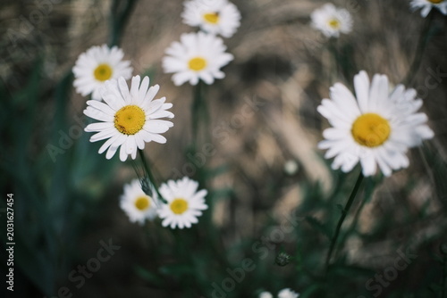 Bild auf Leinwand Slow motion close up of wild white daisy flowers swaying in the wind