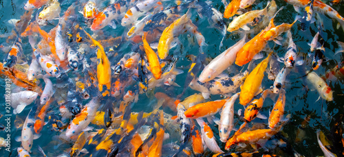 Canvas-taulu There are many colorful Japanese carp fish swimming in the water