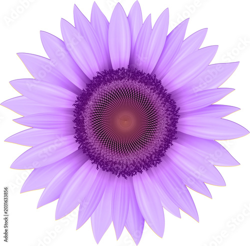 Purple flower, sunflower is...